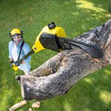 Best Tree Disease Treatment  in Wading River, NY